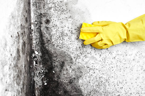 Best Commercial Mold Removal  in Laramie, WY