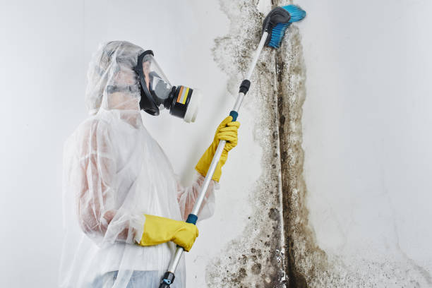 Best Mold Removal Near Me  in Laramie, WY