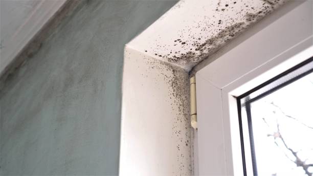Best Mold Damage Repair  in Laramie, WY