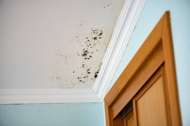 Best Toxic Mold Removal  in Laramie, WY