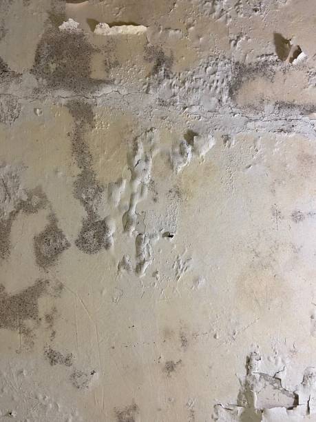 Professional Mold Removal in Laramie, WY