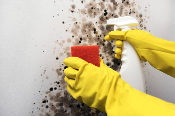 Best Office Mold Removal Services  in Laramie, WY