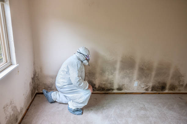 Best Fast Mold Removal  in Laramie, WY