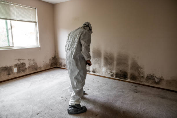 Best Residential Mold Removal  in Laramie, WY
