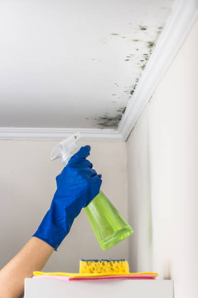 Laramie, WY Mold Removal Company