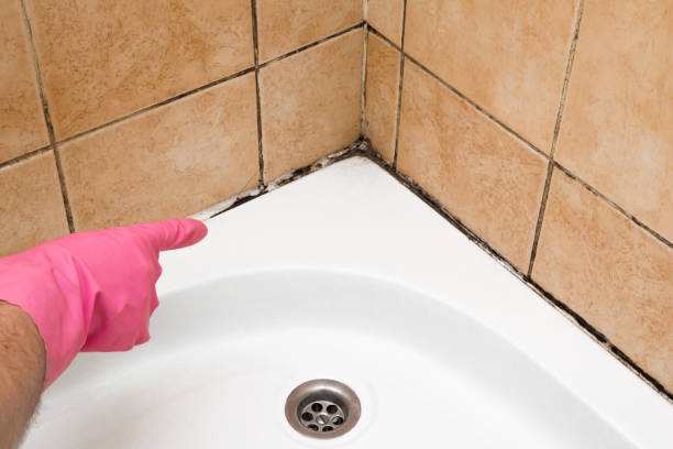 Best Affordable Mold Removal  in Laramie, WY